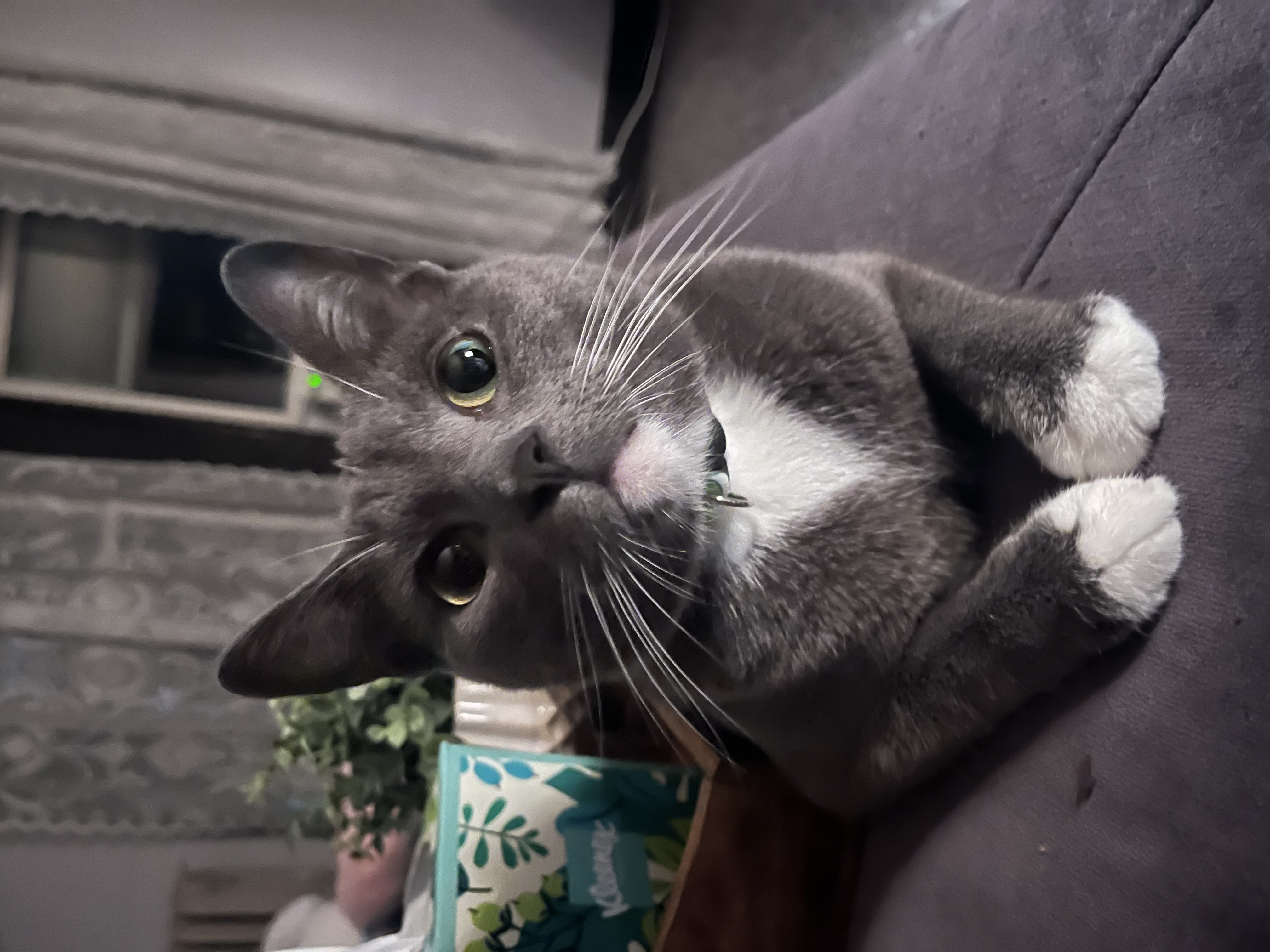 Monday last chance to vote for pets